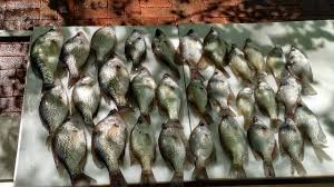 Mang iings on may 9, 2021. Lake Blackshear Fishing Report 04 02 2016