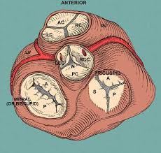 Of minnesota atlas of human cardiac anatomy. The Heart