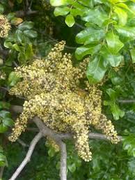 Image result for Dialium schlechteri