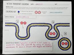 Cell Transport Active Transport Coloring Endocytosis And Exocytosis Cell Transport Teaching Biology Secondary Science Classroom