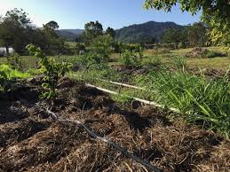 We don't pretend to have an endless amount of money to get started on a fancy garden…we have dreams, but we intend to start small and actually make sure we enjoy it and stick with it before we. How To Start A Vegetable Garden From Scratch In Your Backyard Step By Step Guide