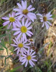 Image result for Athrixia