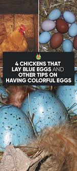 chicken breeds that lay blue green pink white and other