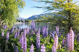 紐西蘭旅遊 黃色魯冰花海就在lake hawea 丸玩玩 working holidays natural landmarks nature