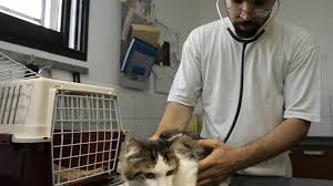 Une nouvelle règle pour tous les propriétaires d’animaux de compagnie : une micropuce sera maintenant obligatoire