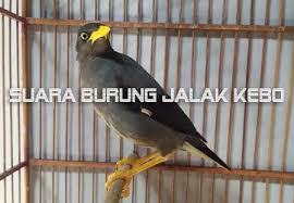Burung ini adalah binatang endemik karena hanya dapat ditemukan di bali. Suara Burung Jalak Kebo Masteran Ampuh Burung Macet Bunyi