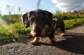 We did not find results for: Wire Haired Dachshund Your Complete Guide To The Breed