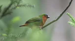 Image result for Erythrococca fischeri