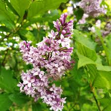Image result for Syringa prestoniae