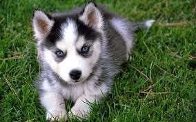 Black And White Pomsky Precious Little One Cute Husky Puppies Cute Animals Pomsky Puppies