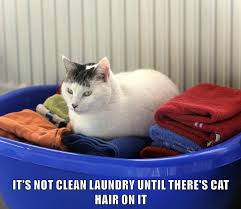 You have the whole world to. It S Not Clean Laundry Lolcats Lol Cat Memes Funny Cats Funny Cat Pictures With Words On Them Funny Pictures Lol Cat Memes Lol Cats