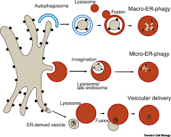 We did not find results for: Er Phagy Quality Control And Turnover Of Endoplasmic Reticulum Trends In Cell Biology