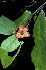 Image result for Uvaria