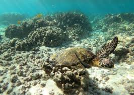 The hawksbill is one of five marine turtle species found in the philippines. Scientists Rise In Sea Turtle Population Unrelated To Reduced Tourism West Hawaii Today