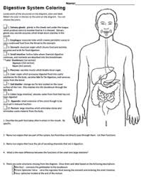 Chomp on some body science with this diagram of the digestive system. Digestive System Coloring