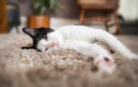 130 Famous Cat Names From Pop Culture Cuteness
