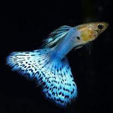 Fancy Guppy Information Aquatic Mag Guppy Fish Guppy Fish