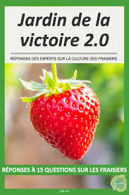 Ça n'est pas une excuse! Reponses A 15 Questions Sur La Culture Des Fraisiers Jardinier Paresseux