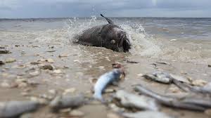 Gulf of mexico coastal ocean observing system, visit st. Toxic Red Tide Is Making Floridians Sick And Angry