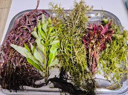 Image result for Rotala longistyla