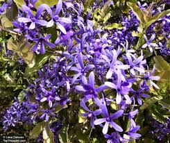 Image result for Petrea volubilis