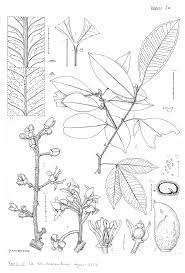 Image result for Vepris sansibarensis