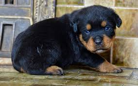 Indir Duvar Kagidi Kucuk Rottweiler Evcil Hayvanlar Kopek Yavrusu Kopekler Rottweiler Sevimli Hayvanlar Rottweiler Kopek