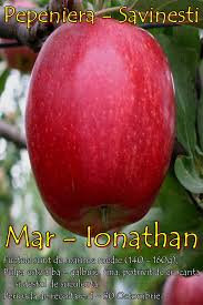 Bebeluș de două luni, operat de medicii americani. MÄƒr Ionathan Pepiniera Berzoi Savinesti Pomi Fructiferi Direct De La Producator In Cantitati Mari