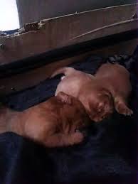 But i don't think i'd. Three Cute Puppies Breast Feeding From Their Mom Video Dailymotion