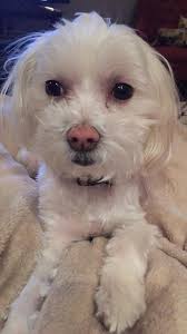 Little dog found at Silverhill Park in Etobicoke