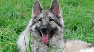 3 beautiful german shepherd female puppies wonderful examples of this breed. Shiloh Shepherd Dog Price Temperament Life Span