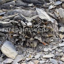 But, there are a few things you must know before you decide to get the plant in your house or your garden, especially if you have pets and children. Ariocarpus Scaphirostris Rabbit Ear Cactus Buy Seeds At Rarepalmseeds Com