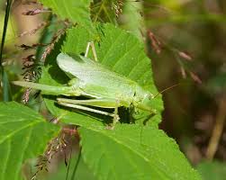 Learning how to control grasshoppers begins with fence in your vegetable garden to protect your crops from your new pets, if applicable. Grasshoppers Have Been The Bane Of Gardeners For Centuries There Are Organic Products Availab Pest Control Organic Gardening Pest Control Natural Pest Control