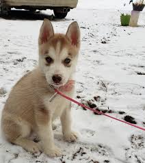 The chart s below show s past snowfall recorded this year near washington, dc for the last few years. Sunny S First Snow Day We Re Supposed To Get 5 8 Inches Tomorrow And We Cant Wait Husky