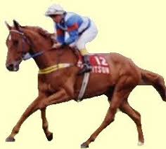 Kiwi Race Horse Melbourne Cup Winner 1983 Melbourne Cup Winners Melbourne Cup Horses Racehorse