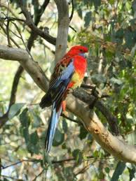 Canberra Offers Natural Grounds For Rare Rosella Cross Breeding Australian Birds Australian Wildlife Australian Fauna
