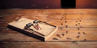 Get rid of harmful pests from your property. Best Pest Control Methods For Rodent Infestation All Service New Braunfels Nearsay
