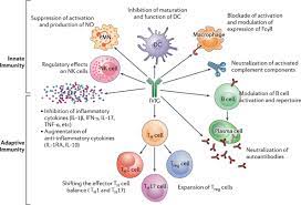 A left deltoid muscle biopsy showed inflammatory myopathic changes. Frontiers Reversing Autoimmunity Combination Of Rituximab And Intravenous Immunoglobulin Immunology