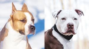 The american staffordshire terrier and the american pitbull terrier, are both considered pitbull type dogs, or bully breeds. as such, you'll soon learn that there are a number of similarities between them. American Staffordshire Terrier Vs Pitbulls What S The Difference