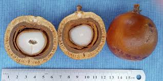 Image result for Grewia pachycalyx