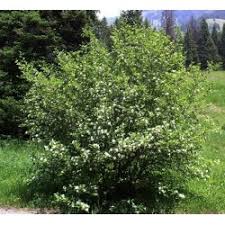 The saskatoon serviceberry tree is native to north america and is found throughout the north, central and midwestern united states, including alaska, and western canada. Saskatoon Serviceberry Seeds Amelanchier Alnifolia