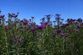 Image result for Vernonia myriantha