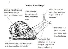 A Snail S Place Snail Life Cycle Snail School Age Activities