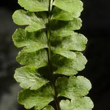 Image result for Asplenium reekmansii