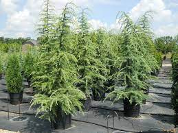We did not find results for: Deodar Cedar Trees Buy Deodar Cedar Trees Deodar Cedar Tree Farm