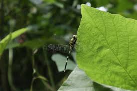 Image result for Neustanthus