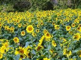 Day 176 Gorman Heritage Farm Cincinnati Best Places To Live Cincinnati Ohio