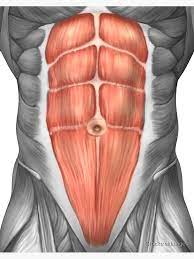 Abdominal anatomy male, abdominal muscle anatomy male, anatomy of male abdominal, human male abdominal anatomy, lower related posts of the abdominal wall can be divided into two separate anatomic parts, each of which functions differently. Close Up View Of Male Abdominal Muscles Art Board Print By Stocktrekimages Redbubble