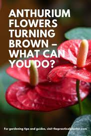 Anthurium Flowers Turning Brown What Can You Do Anthurium Flower Anthurium Anthurium Plant