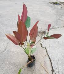 Image result for Marantochloa leucantha